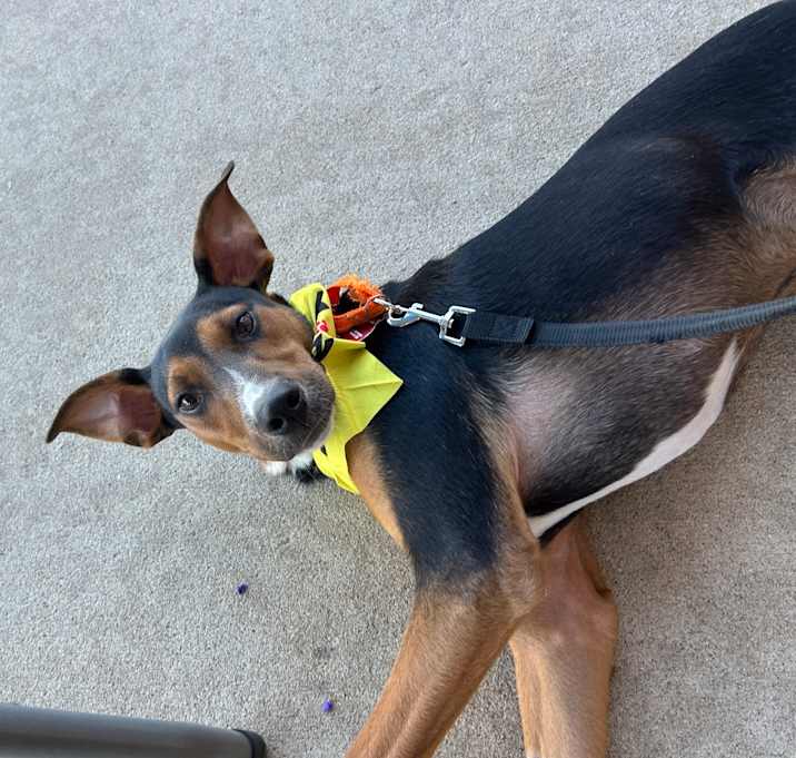 Photo of LINDOR "Finn"