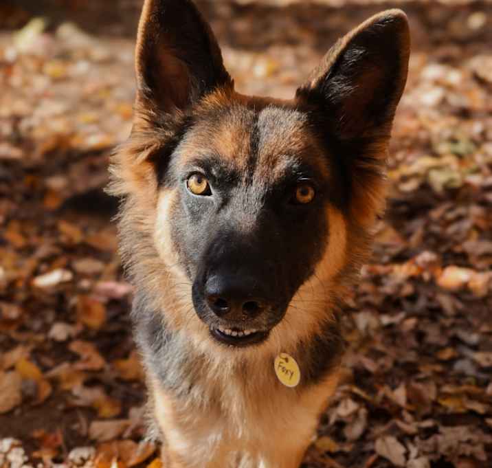 Photo of Foxy  (25-396)