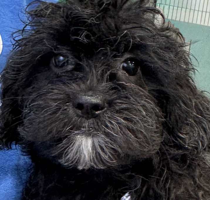 Photo of ADOPTION PENDING Lambare