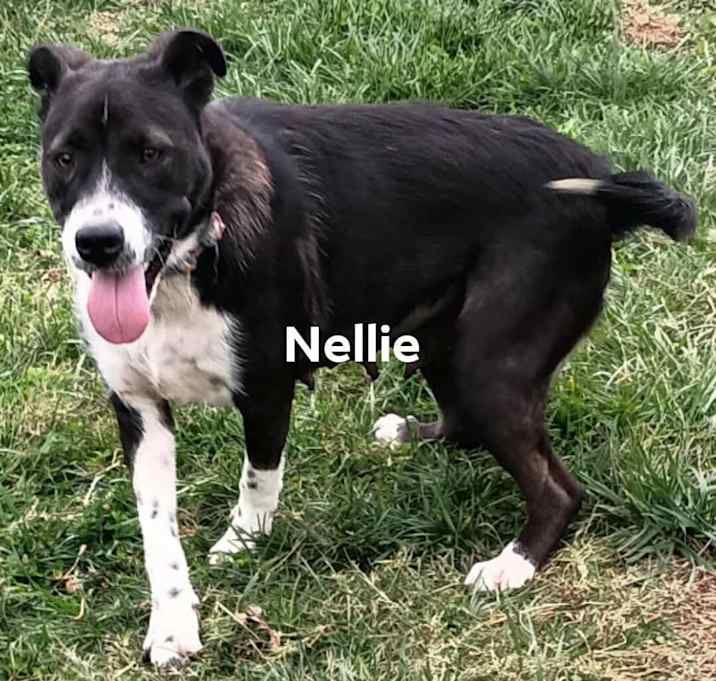 Photo of Nellie