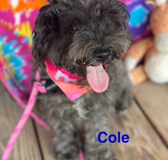 Photo of Cole