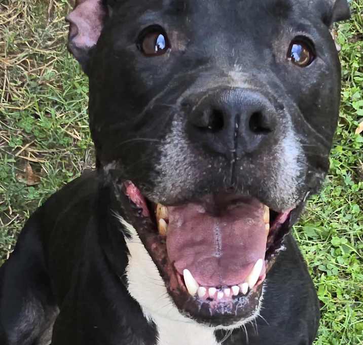 Connor *foster needed*