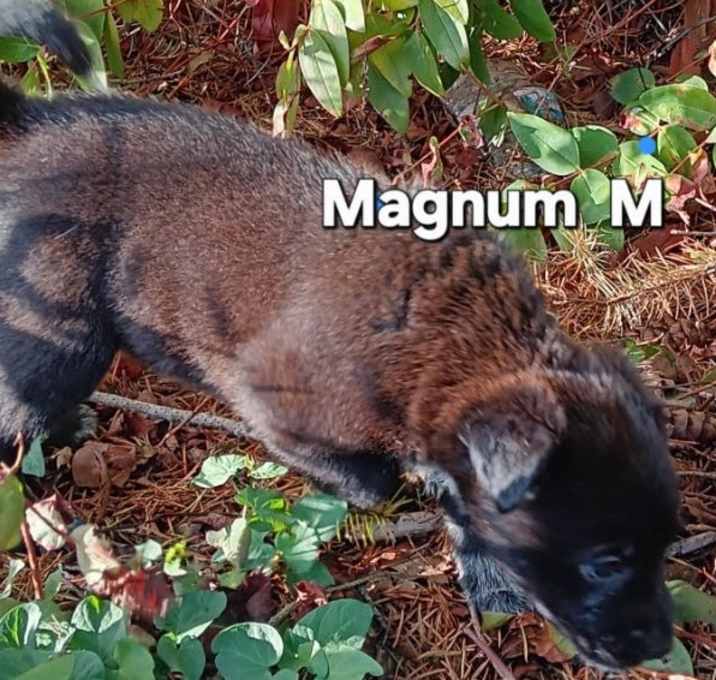 Photo of Magnum