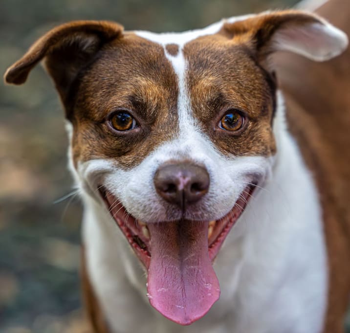 Photo of Hawaiian Roll