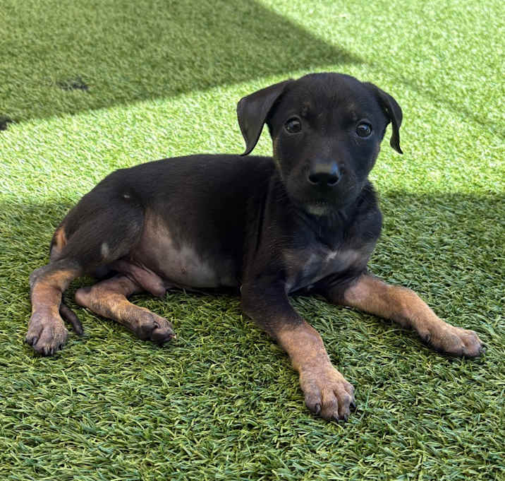 Photo of Oogie Boogie 9737