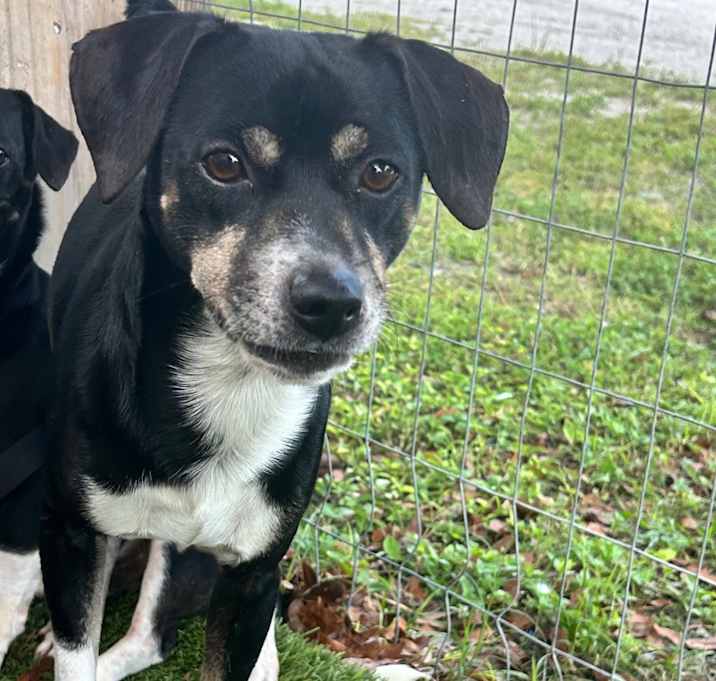 Photo of Anakin 5111