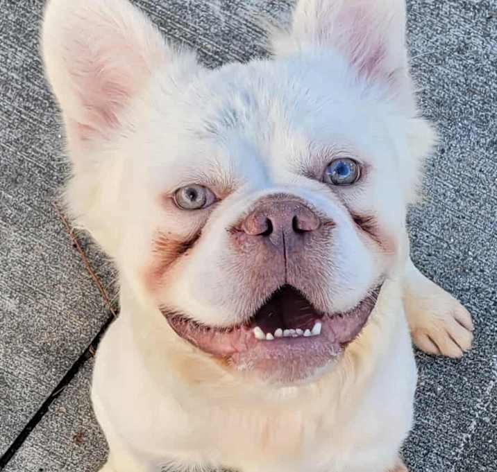 Photo of Danny Phantom! Fluffy Frenchie