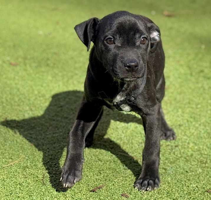 Photo of Phoenix(Mall of NH)