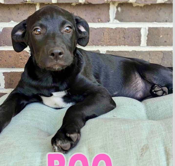 Photo of Boo