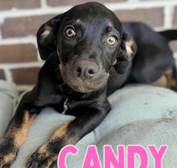 Photo of Candy