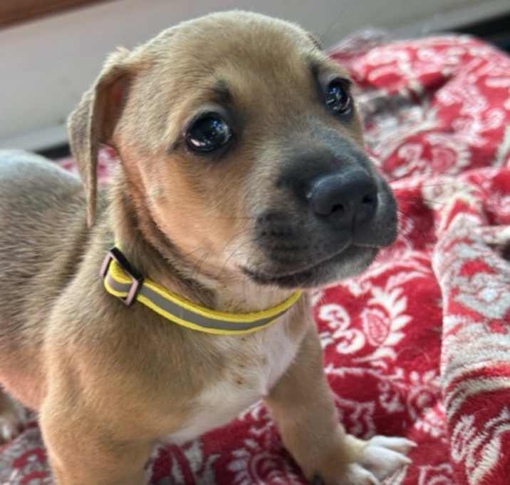 Photo of Harry - available 12/11