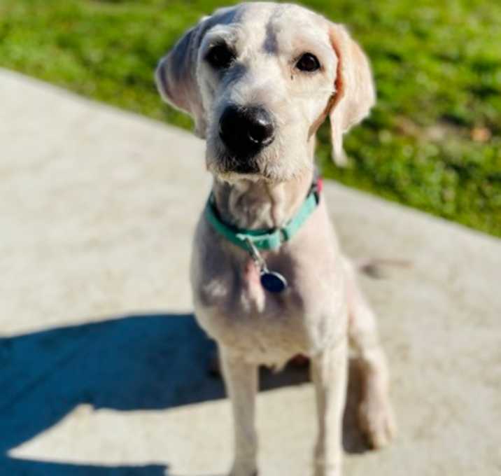 Photo of Mr. Sheffield