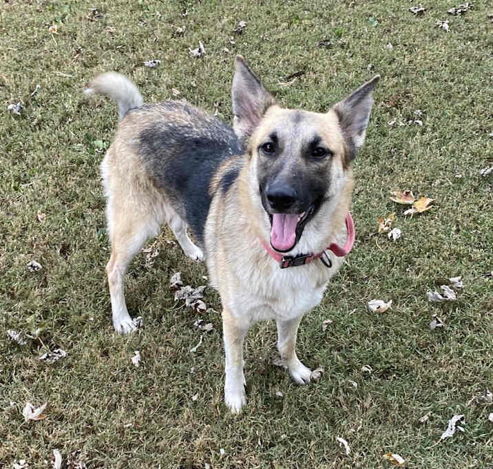 Photo of Roxy (CAT FRIENDLY!!)