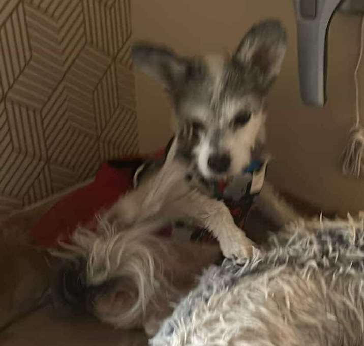 Photo of Samantha OS NV