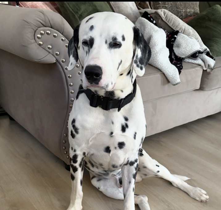 Photo of Pongo