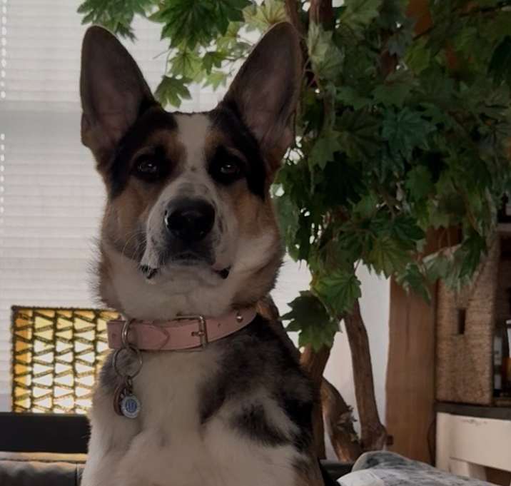 Photo of Two German shepherd dogs