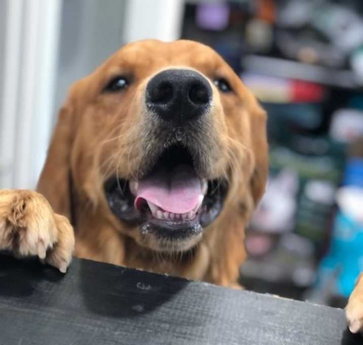 Photo of Moose #7496