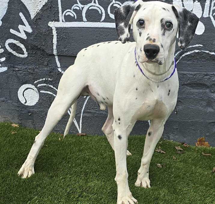 Photo of Dobbie *foster needed*