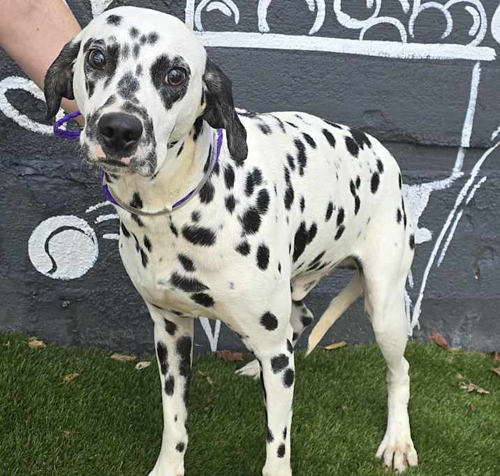 Photo of Henry *foster needed*