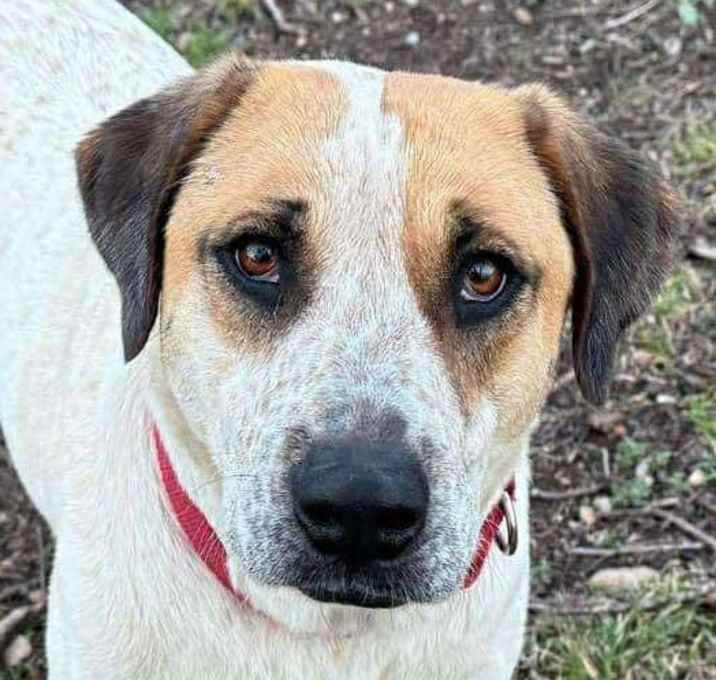 Photo of Ginger Snap