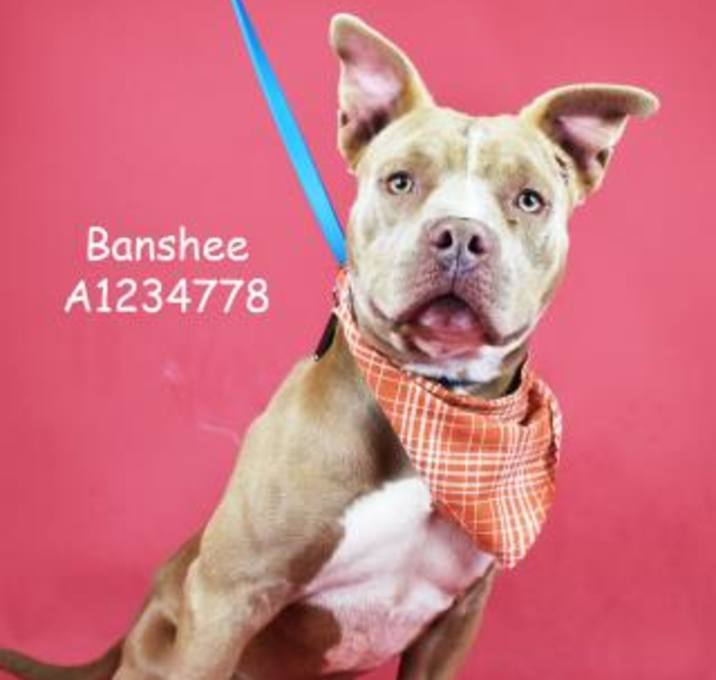 Photo of *BANSHEE