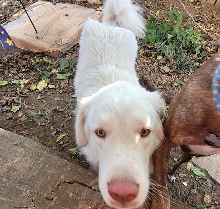 Photo of Marshmellow