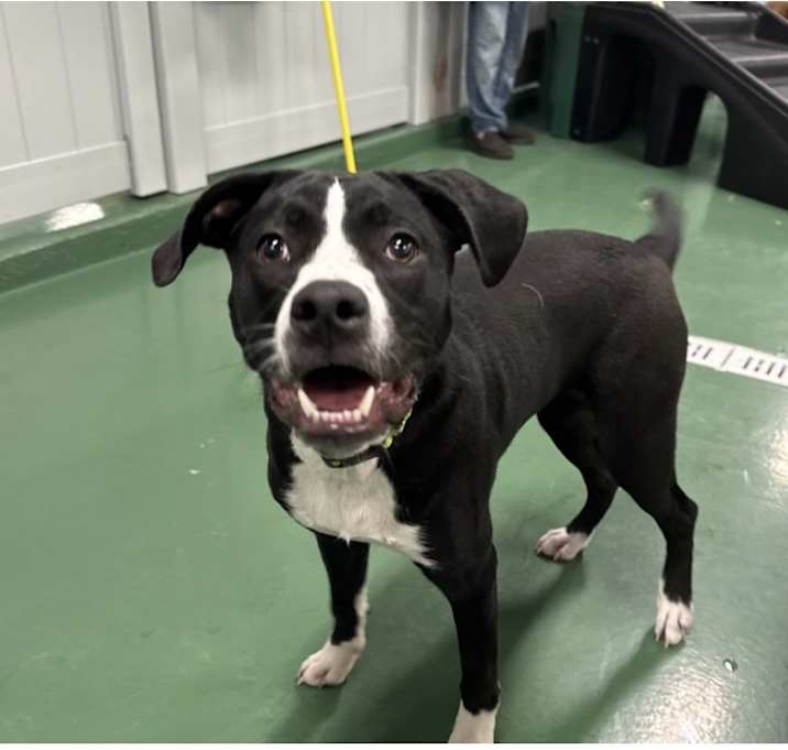 Photo of Boogie Knights (BK)