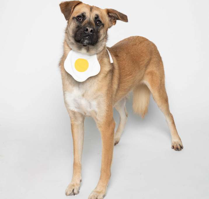 Photo of Taeri (HDS)