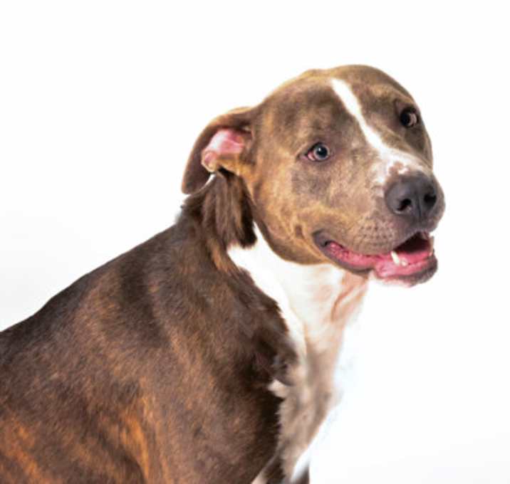 Photo of Pup 1661-25