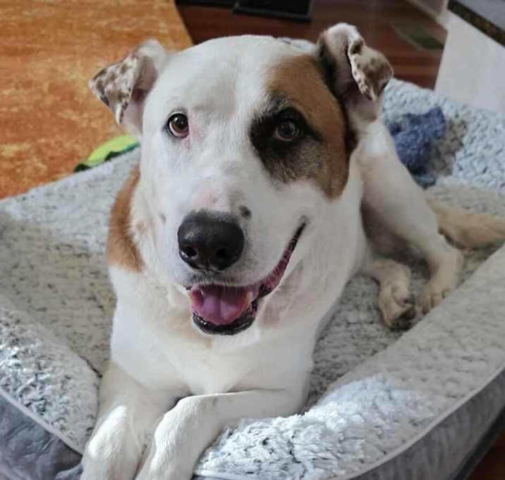 Photo of Linda/Guardian