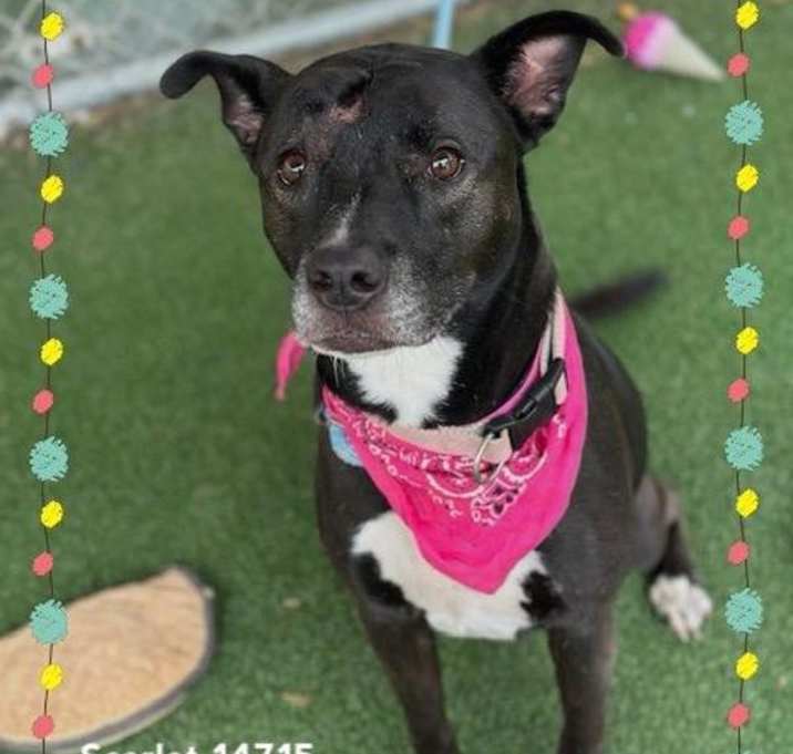 Photo of Scarlet (803)