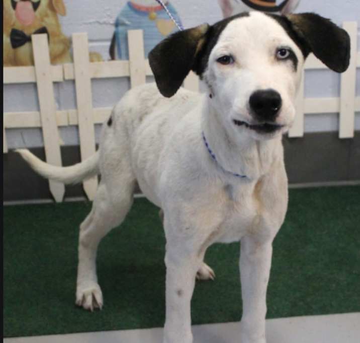 Photo of Baby Oscar URGENTLY NEEDS HELP