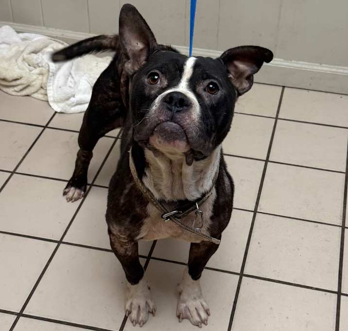 Photo of TUSC-Stray-82453