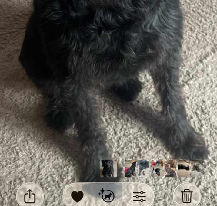 Riley- Rehoming Fee $50