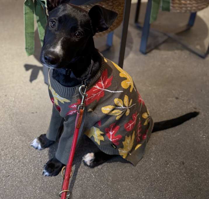 Photo of Voodoo Queen