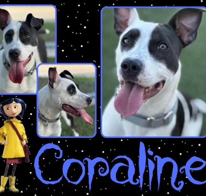 Photo of CORALINE