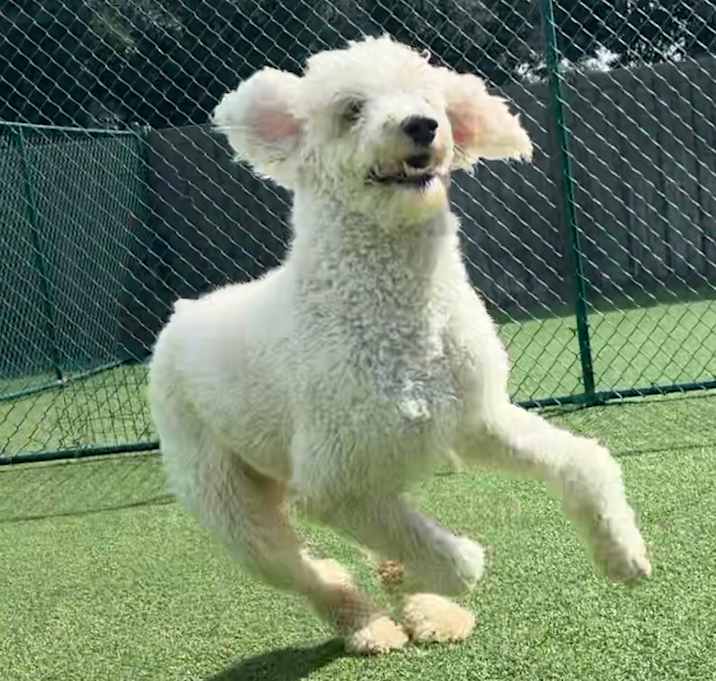 Photo of Wesson 2291