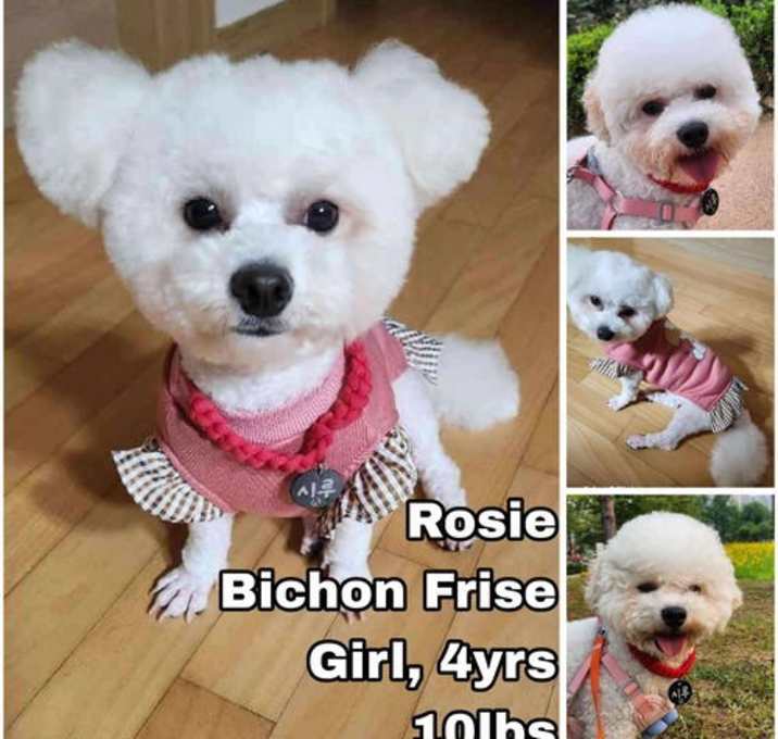 Photo of Rosie from Korea