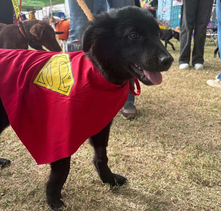 Photo of Liam, a One Direction Pup