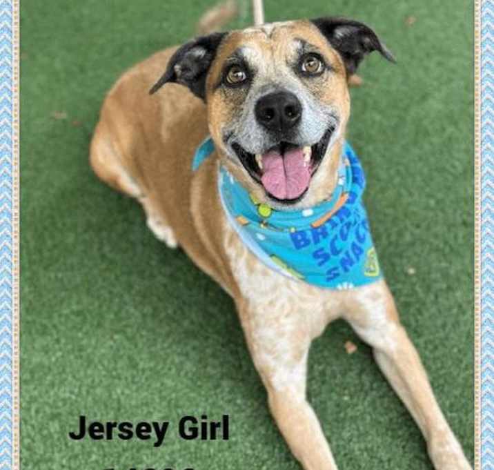 Photo of Jersey Girl (16)