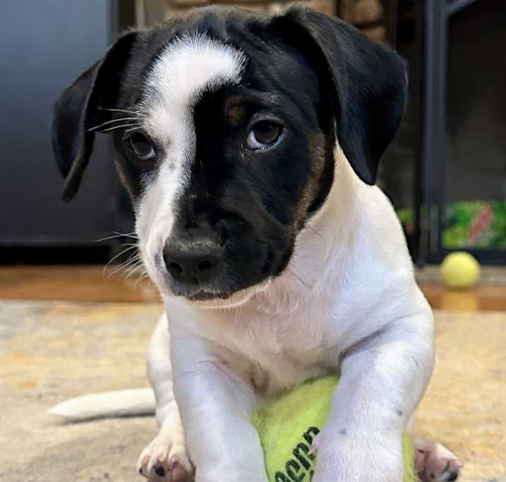 Photo of Baby Phantom