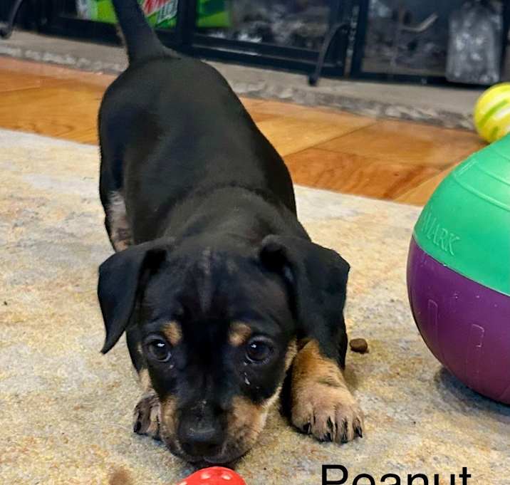 Photo of Baby Girl Peanut