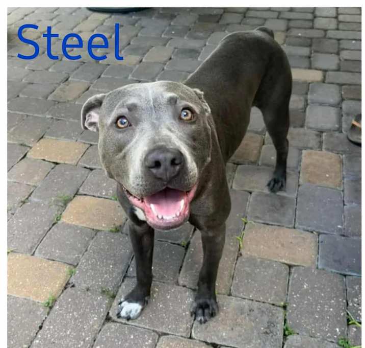 Photo of STEEL