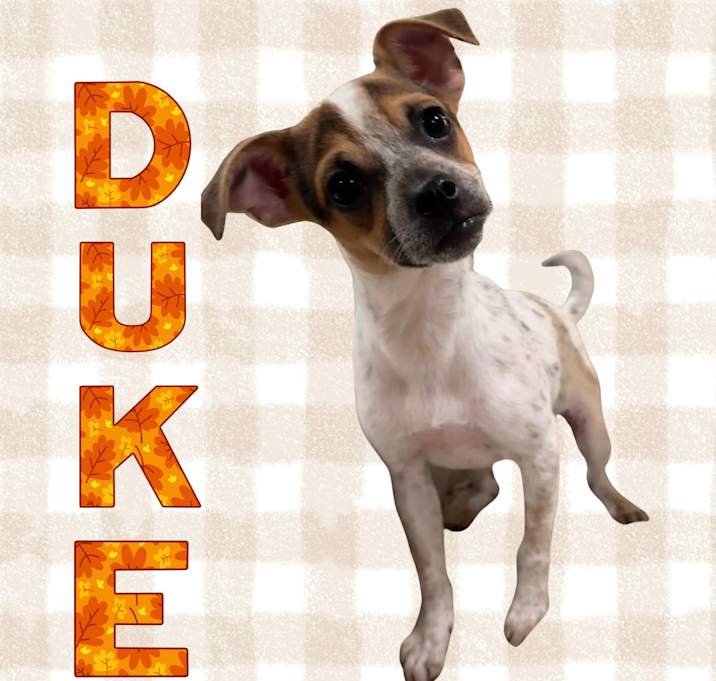 Photo of Duke