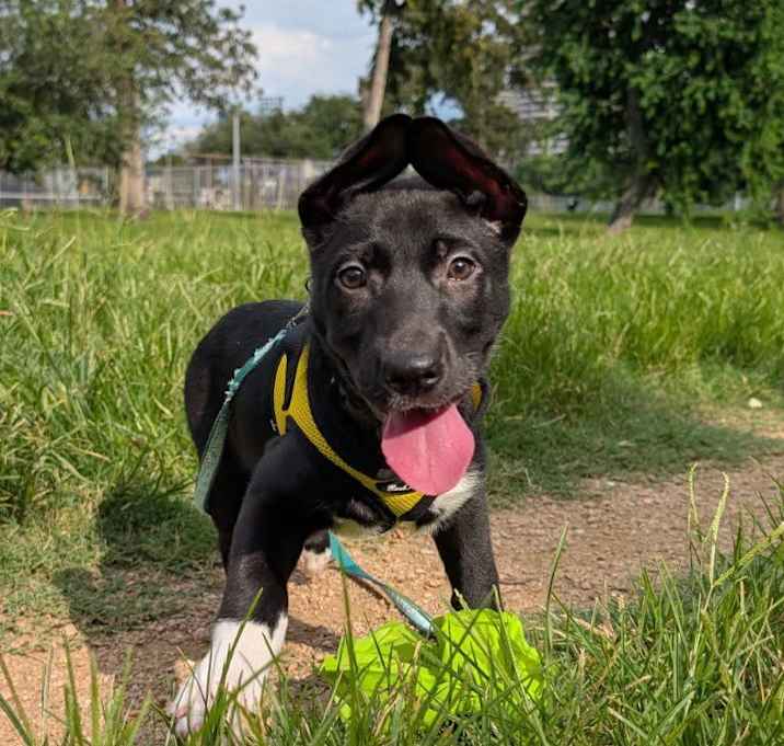 Photo of Star Jasmine