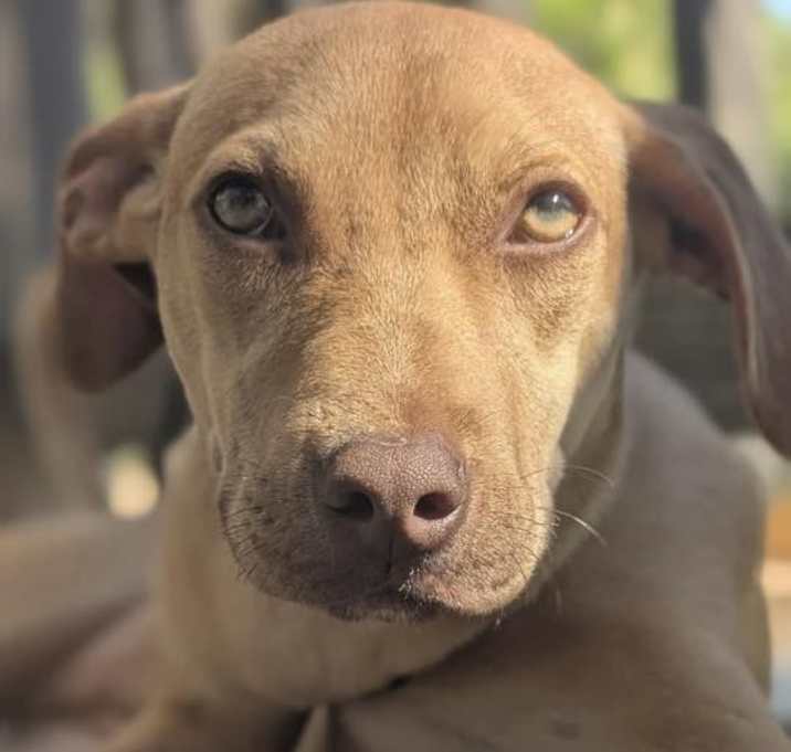 Photo of Pumpkin - KA