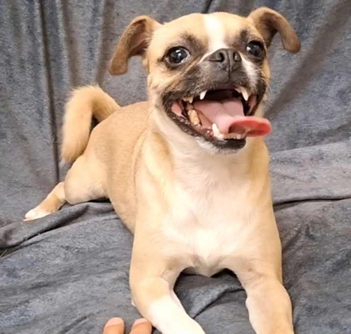 Photo of 161196 Snaggletooth