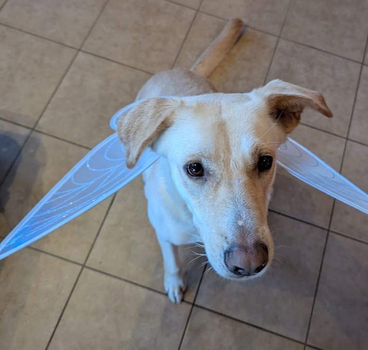 Photo of Esperanza A527