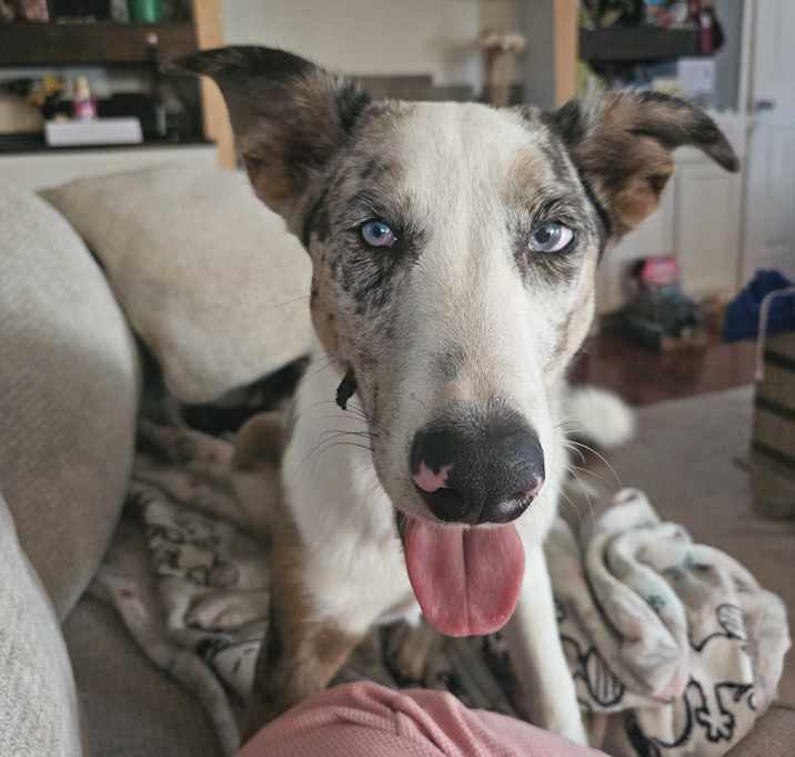 Photo of Volt (NC) Fun guy!