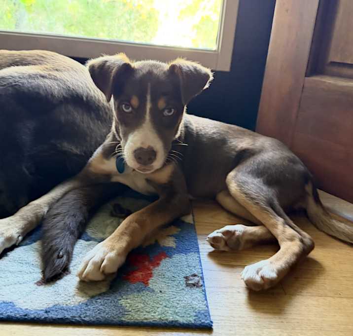 Photo of Hollandaise